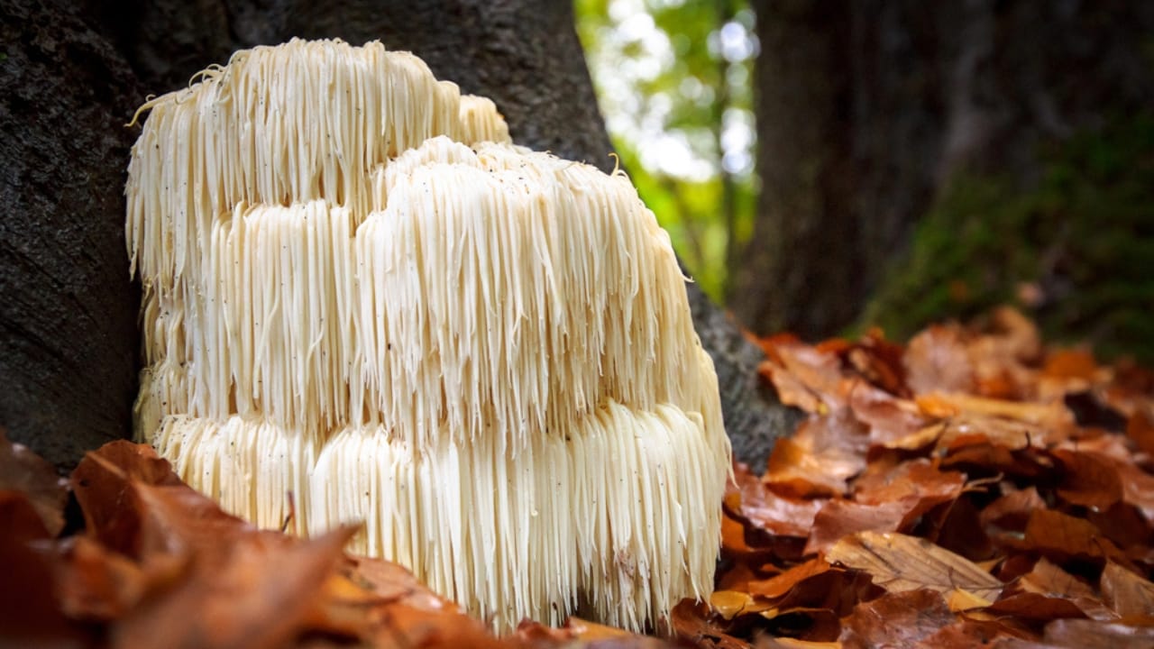 Say Goodbye to Brain Fog with These 13 Herbs 11 Say Goodbye to Brain Fog with These 13 Herbs - Lions Mane Mushroom dp171060338 dnoh