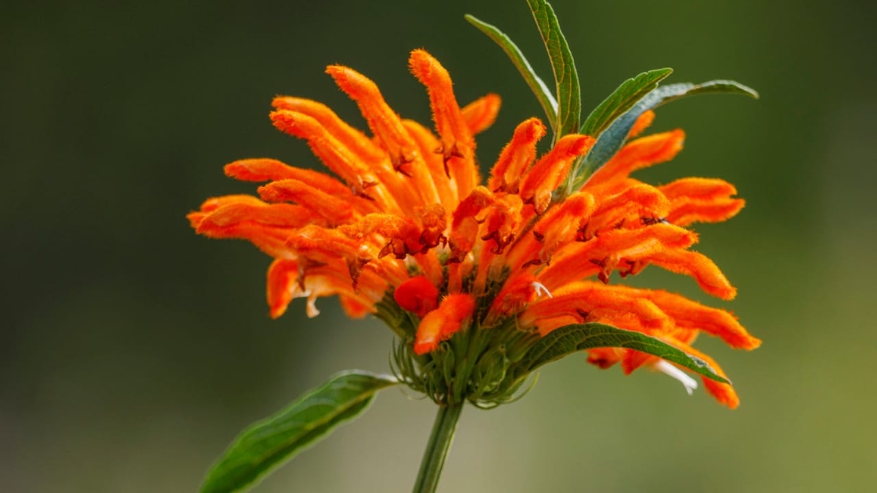 Attract Hummingbirds with This Colorful Fuzzy Flower 3 Attract Hummingbirds with This Colorful Fuzzy Flower - Lions Tail dp359197072 dnoh