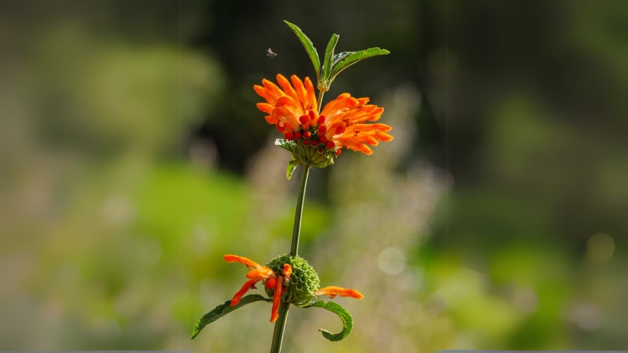 Attract Hummingbirds with This Colorful Fuzzy Flower 7 Attract Hummingbirds with This Colorful Fuzzy Flower - Lions Tail dp359197172 dnoh
