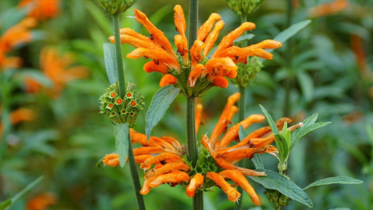 Attract Hummingbirds with This Colorful Fuzzy Flower 9 Attract Hummingbirds with This Colorful Fuzzy Flower - Lions Tail dp422152396 dnoh