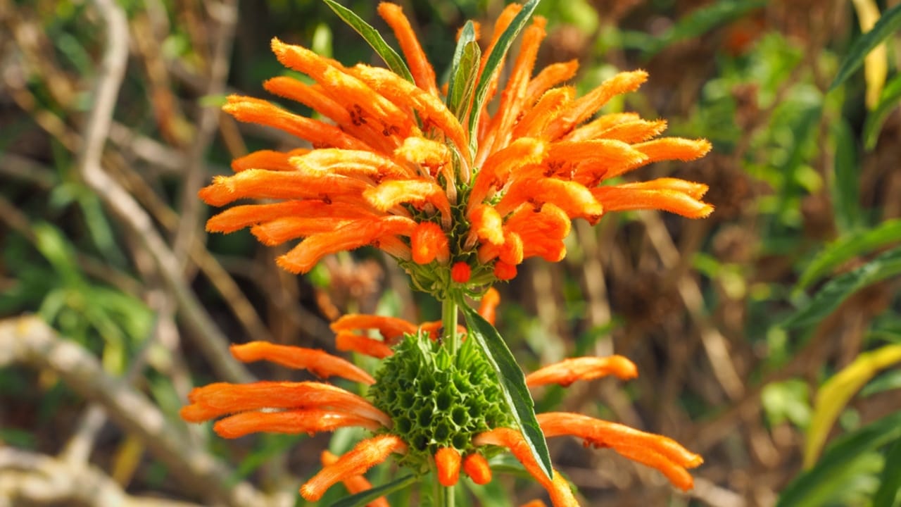 Attract Hummingbirds with This Colorful Fuzzy Flower - Lions Tail dp424479968 dnoh
