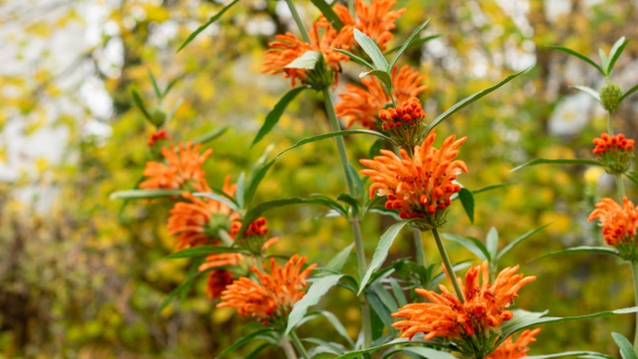 Attract Hummingbirds with This Colorful Fuzzy Flower 6 Attract Hummingbirds with This Colorful Fuzzy Flower - Lions Tail dp761576092 dnoh