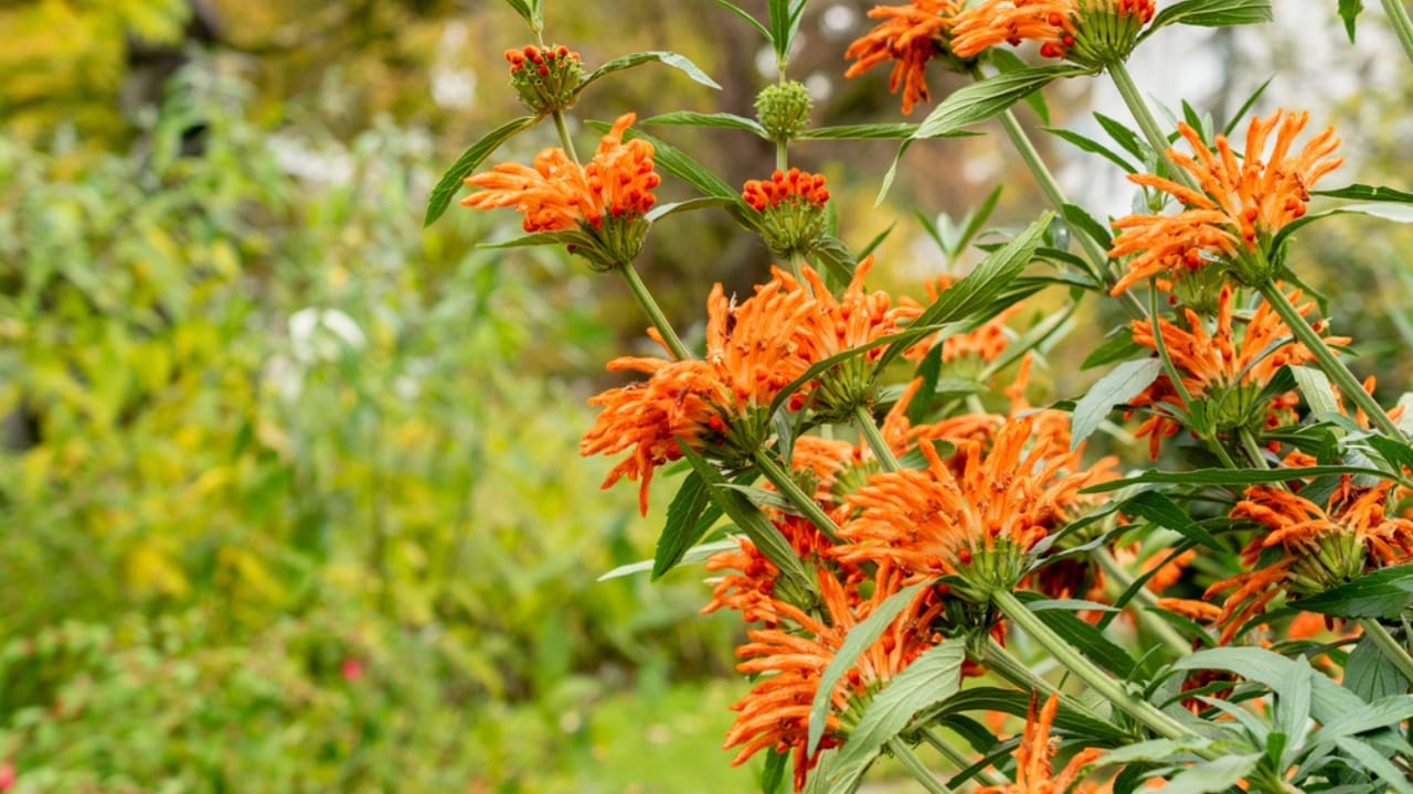 Attract Hummingbirds with This Colorful Fuzzy Flower 5 Attract Hummingbirds with This Colorful Fuzzy Flower - Lions Tail dp761576100 dnoh