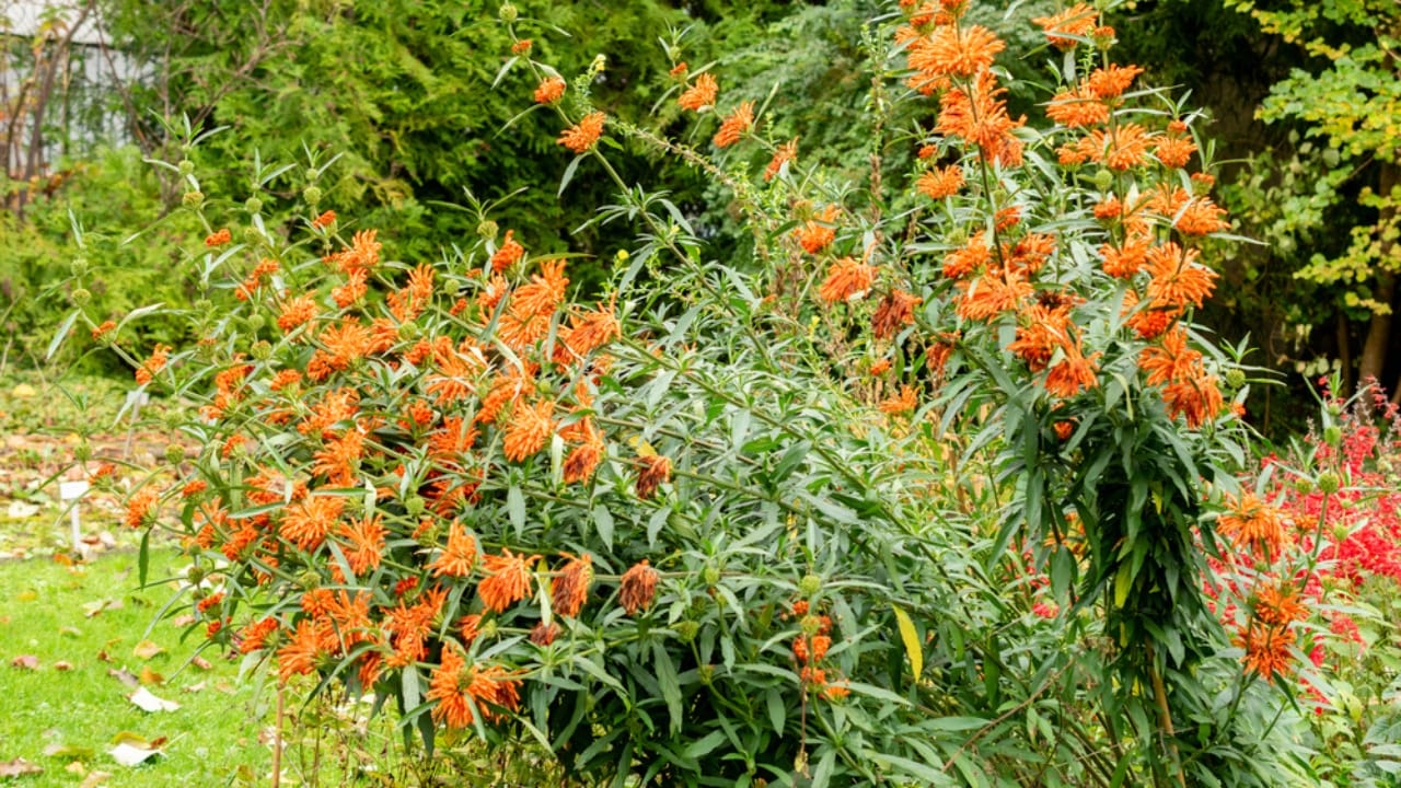 Attract Hummingbirds with This Colorful Fuzzy Flower 4 Attract Hummingbirds with This Colorful Fuzzy Flower - Lions Tail dp761576166 dnoh