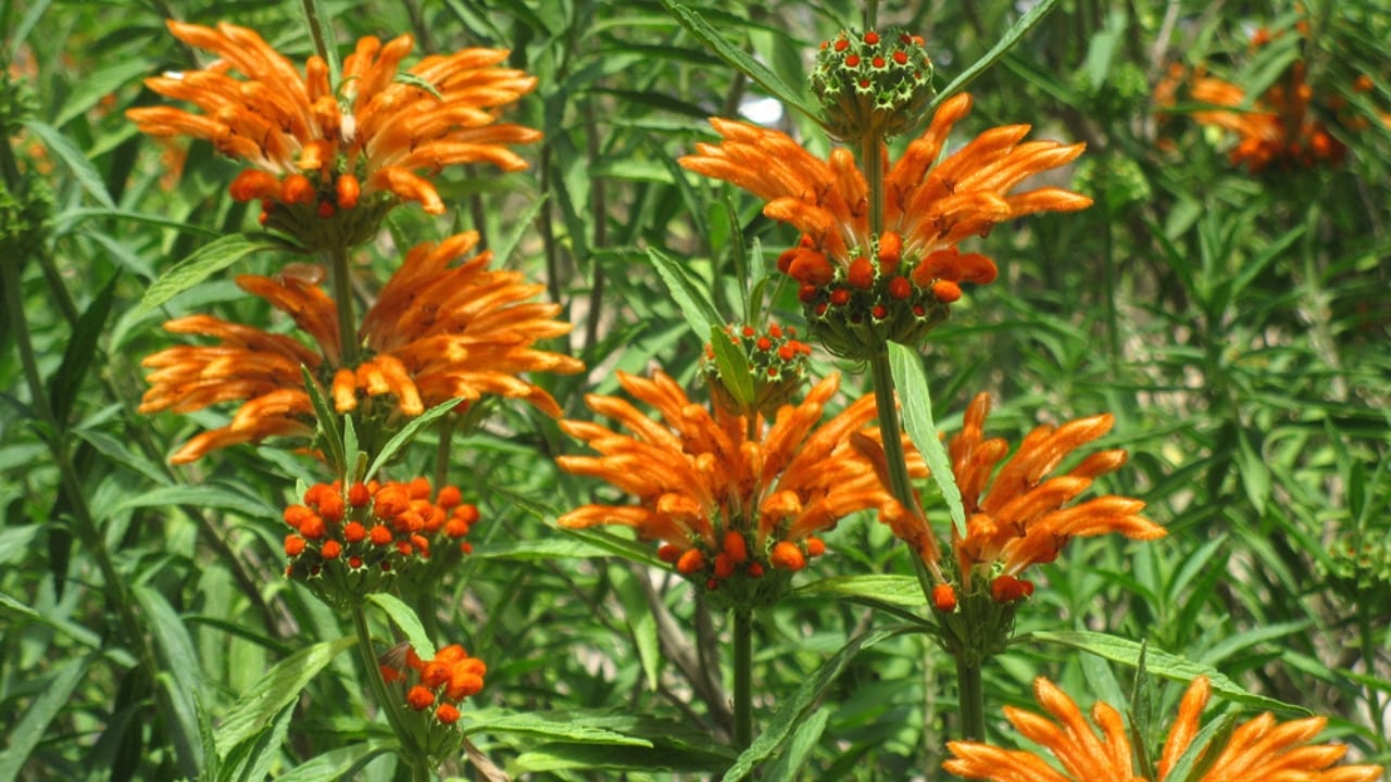 Attract Hummingbirds with This Colorful Fuzzy Flower 8 Attract Hummingbirds with This Colorful Fuzzy Flower - Lions Tail dp9736292 dnoh