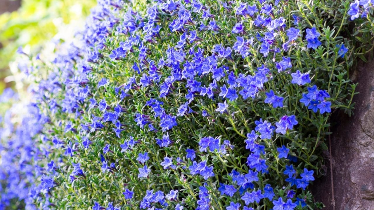 12 Walkable Ground Cover Plants to Create a Durable, Lush Lawn Alternative 8 12 Walkable Ground Cover Plants to Create a Durable, Lush Lawn Alternative - Lithodora diffusa Lithodora plant ss1723407406 adyh