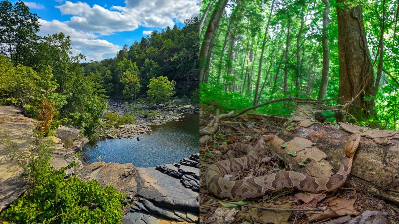 Copperhead Snake Hotspots: 25 States Where They Thrive 3 Copperhead Snake Hotspots: 25 States Where They Thrive - Little River Canyon National Preserve alabama ss2525455955 adyh Copperhead Snakes ss2006125013 adyh