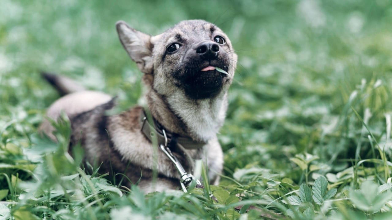 25 Sayings About Old Dogs That’ll Warm Your Heart 5 25 Sayings About Old Dogs That’ll Warm Your Heart - Little dog eating grass dp164790380 dnoh