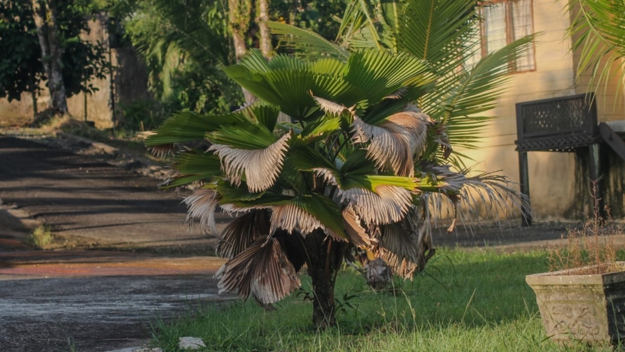 19 American Tree Species at Risk of Extinction 8 19 American Tree Species at Risk of Extinction - Loulu tree ss2397317417 dpdgm