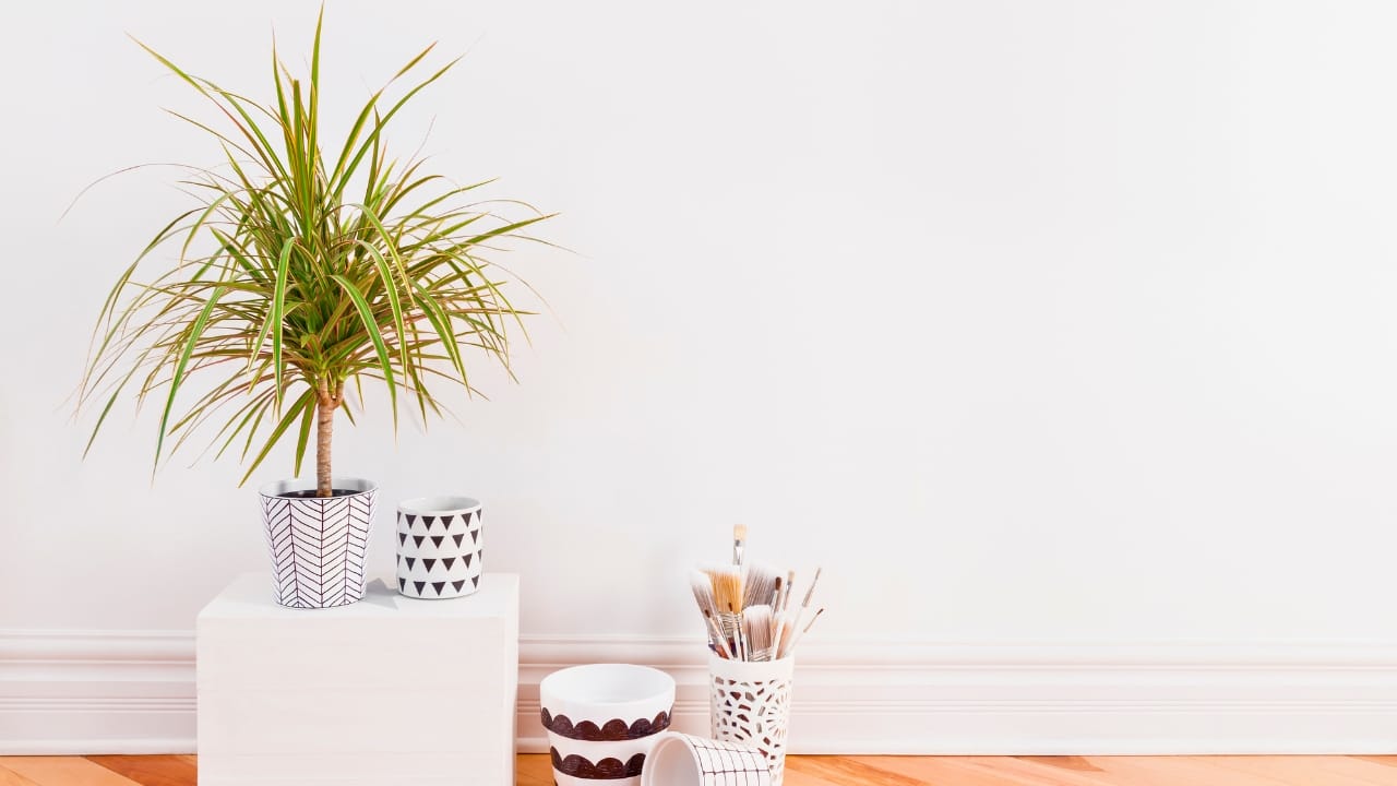 Living Air Purifiers: 13 Hardworking Plants That Purify Your Home's Air 15 Living Air Purifiers: 13 Hardworking Plants That Purify Your Home's Air - Madagascar Dragon Tree ss1083056288 degm