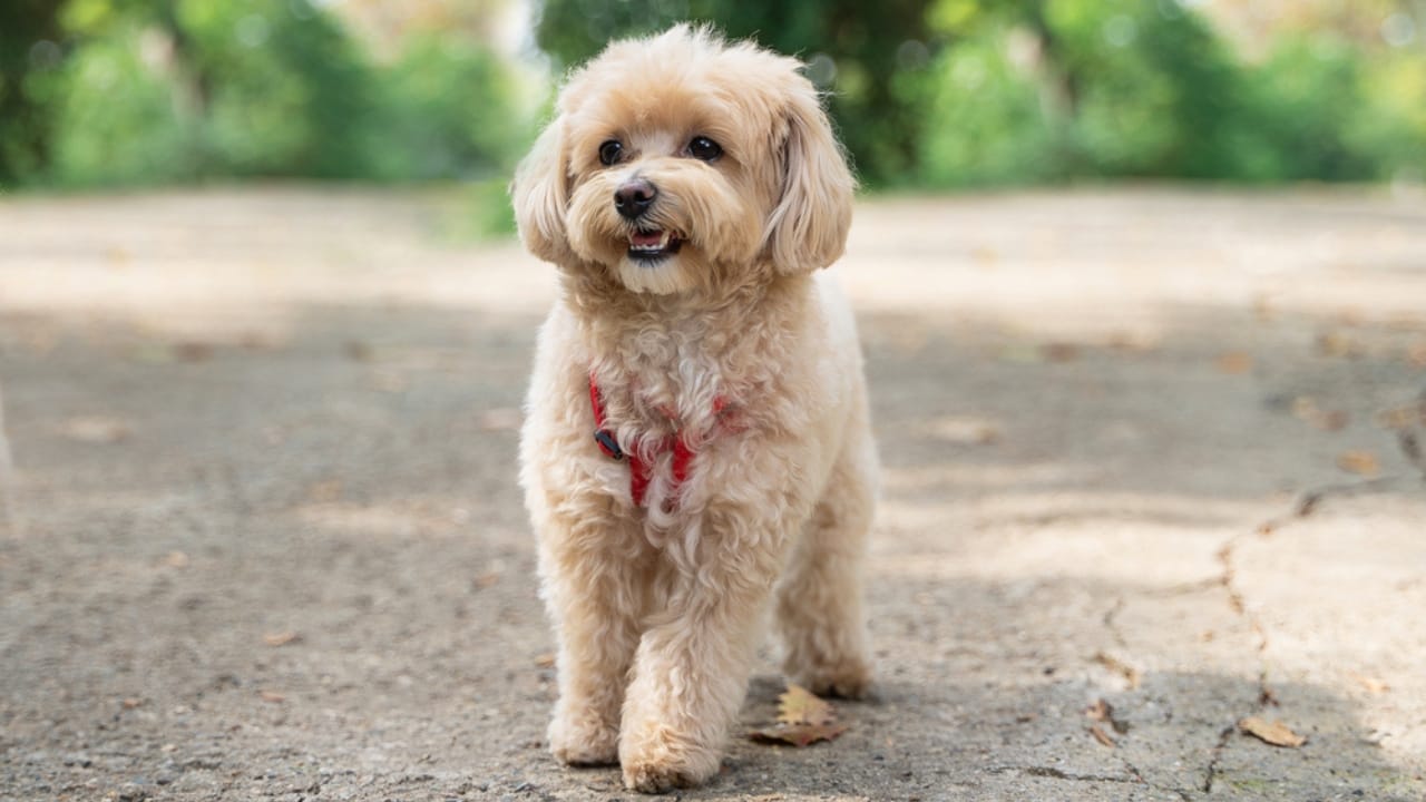 15 Dog Breeds Perfect for Seniors Seeking Loyal Companions 14 15 Dog Breeds Perfect for Seniors Seeking Loyal Companions - Maltipoo dp528560944 dnoh