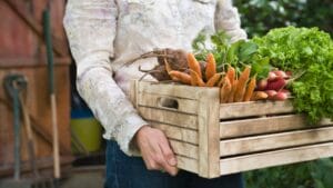 15 Easiest Vegetables to Grow in a Backyard Vegetable Garden 1 15 Easiest Vegetables to Grow in a Backyard Vegetable Garden - Man carrying crate of vegetables dp33889065 dnoh