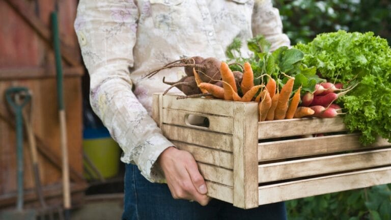 15 Easiest Vegetables to Grow in a Backyard Vegetable Garden 2 15 Easiest Vegetables to Grow in a Backyard Vegetable Garden - Man carrying crate of vegetables dp33889065 dnoh