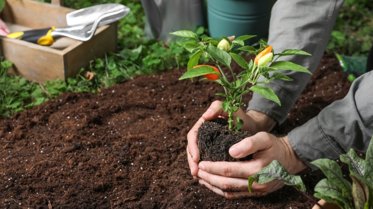 Pepper Plants That Last for Years? Here’s How to Do It - Man transplanting pepper plant into soil dp495838614 dnoh