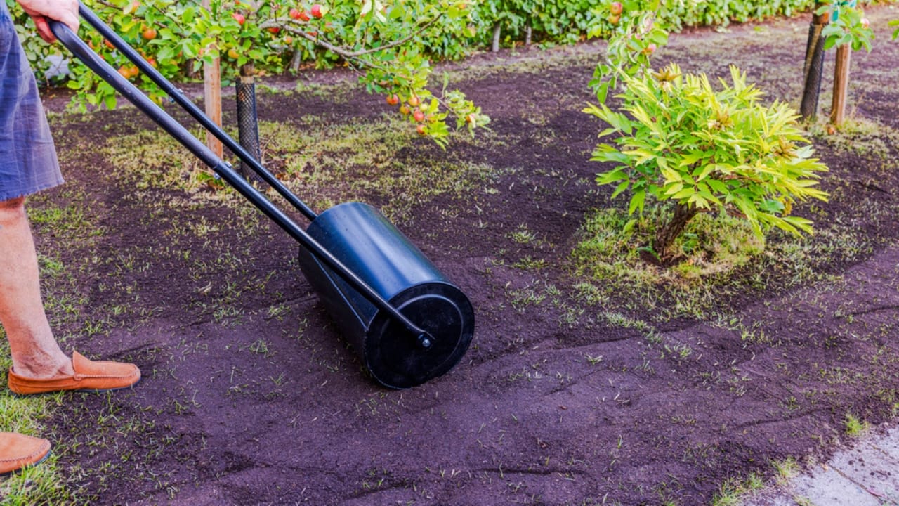 Topdressing Gains Ground as the Go-To Lawn Care Method - Man using lawn roller after spreading soil dp741557476 dnoh