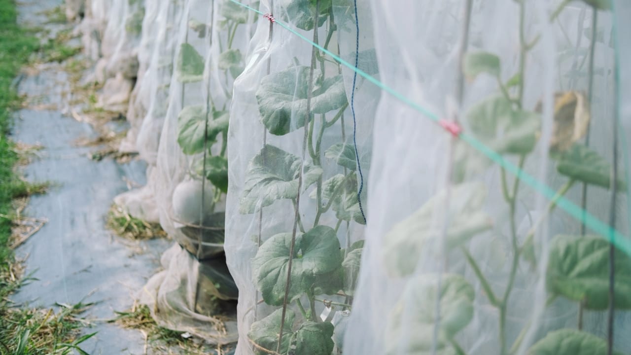 Don’t Toss Them... 15 Creative Ways to Reuse Pantyhose 17 Don’t Toss Them... 15 Creative Ways to Reuse Pantyhose - Melon plant growing in green house in farm dp309957386 dnoh