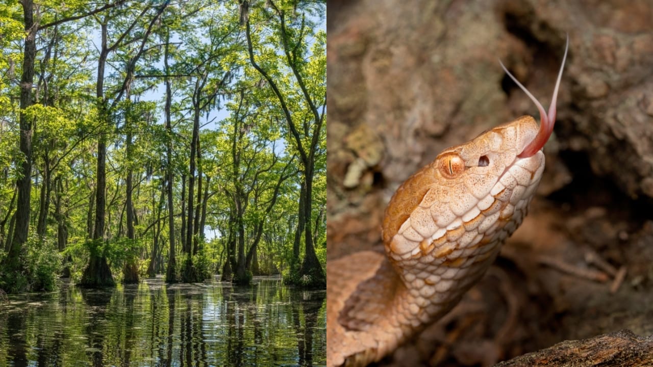 Copperhead Snake Hotspots: 25 States Where They Thrive 19 Copperhead Snake Hotspots: 25 States Where They Thrive - Merchant Millpond State Park ss2160136919 adyh Venomous Copperhead Snake ss1956632683 adyh