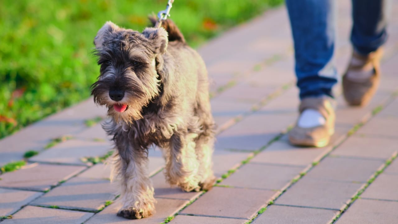 Love Yorkies? Meet 13 Breeds With Similar Charm & Smarts - Miniature Schnauzer ss2404557311 degm