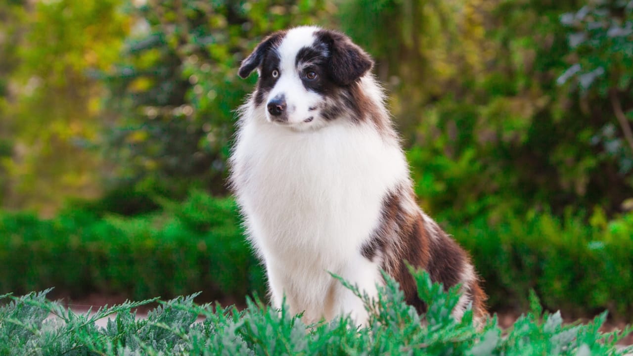 Meet the New Dog Breeds the AKC Has Recognized Since 2000 42 Meet the New Dog Breeds the AKC Has Recognized Since 2000 - Miniature American Shepherd dp632630252 dnoh