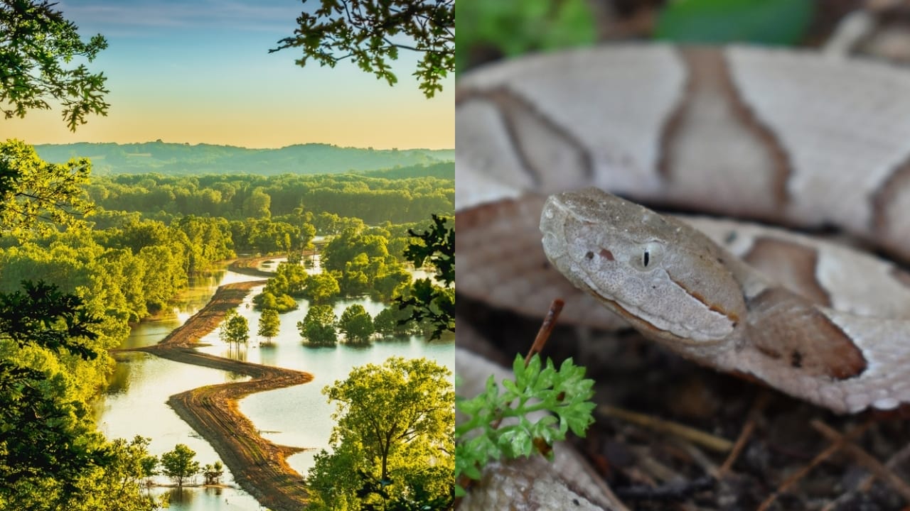 Copperhead Snake Hotspots: 25 States Where They Thrive 16 Copperhead Snake Hotspots: 25 States Where They Thrive - Missouri River floodplain ss2171258353 adyh Eastern Copperhead ss2495439643 adyh