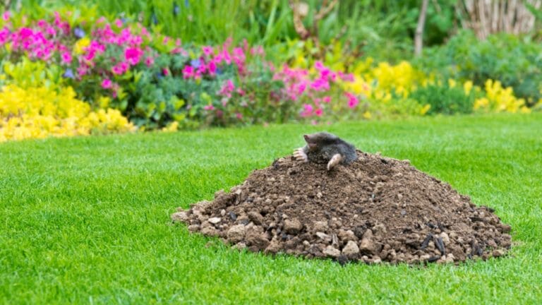 Say Goodbye to Moles with This Natural Solution 1 Say Goodbye to Moles with This Natural Solution - Mole Talpa europaea dp604706758 dnop