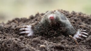 10 Ways to Drive Moles Out of Your Yard for Good 1 10 Ways to Drive Moles Out of Your Yard for Good - Moles dp36637379 dnoh