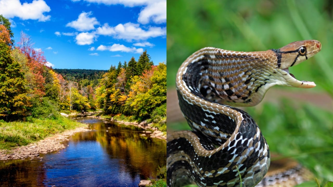 Copperhead Snake Hotspots: 25 States Where They Thrive 27 Copperhead Snake Hotspots: 25 States Where They Thrive - Monongahela National Forest West Virginia ss1728968047 adyh Copper headed Trinket Snake adyh ss1751270153 adyh