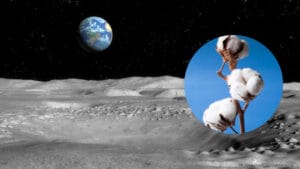 First Two-Leaf Plant Grows on the Moon, Thanks to China 1 First Two-Leaf Plant Grows on the Moon, Thanks to China - Moon surface dp7232697 dnoh Cotton flower dp51808473 dnoh