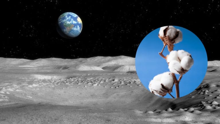 First Two-Leaf Plant Grows on the Moon, Thanks to China 3 First Two-Leaf Plant Grows on the Moon, Thanks to China - Moon surface dp7232697 dnoh Cotton flower dp51808473 dnoh