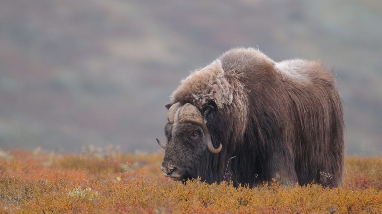 15 Mammals Thriving Where Few Can Survive 7 15 Mammals Thriving Where Few Can Survive -