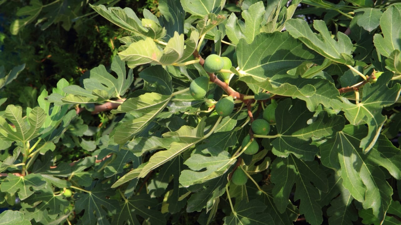 Grow Juicy Figs That Last Decades: 13 Steps to Start Now 12 Grow Juicy Figs That Last Decades: 13 Steps to Start Now - Natural fig plants dp82489498 dnoh