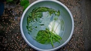 13 Life-Saving Plants That Can Filter Water in a Pinch 1 13 Life-Saving Plants That Can Filter Water in a Pinch - Neem leaves soaked in water ss2001042278 degm