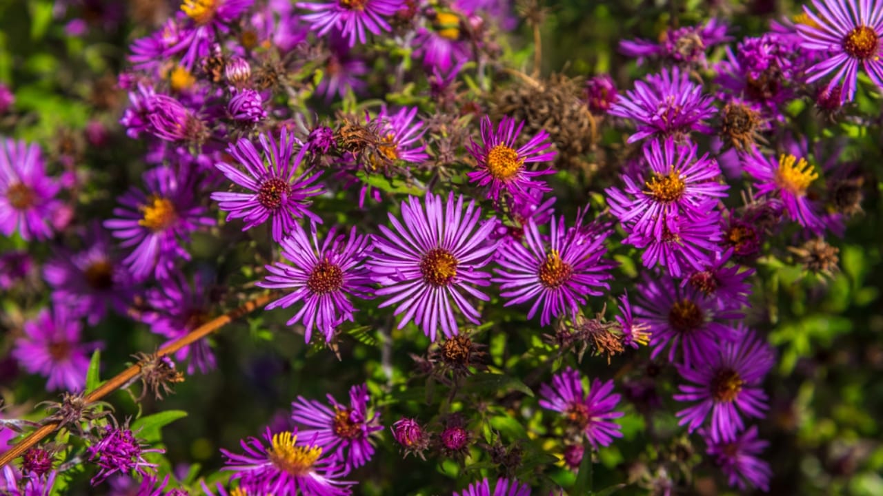 15 Fall Flowers That Attract Pollinators & Add Color 7 15 Fall Flowers That Attract Pollinators & Add Color - New England Aster dp136966074 dnoh