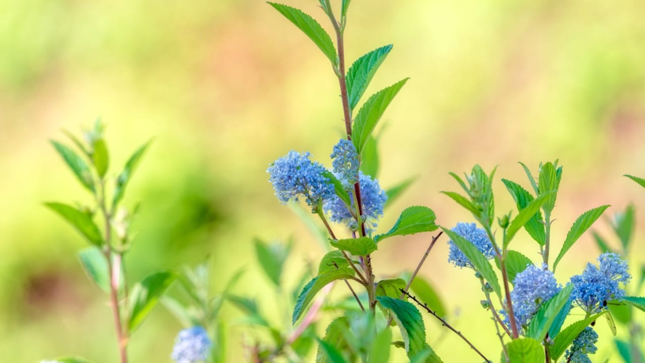 15 Plants Perfect for Starting Your Homegrown Tea Garden 14 15 Plants Perfect for Starting Your Homegrown Tea Garden - New Jersey Tea dp264724118 dnoh