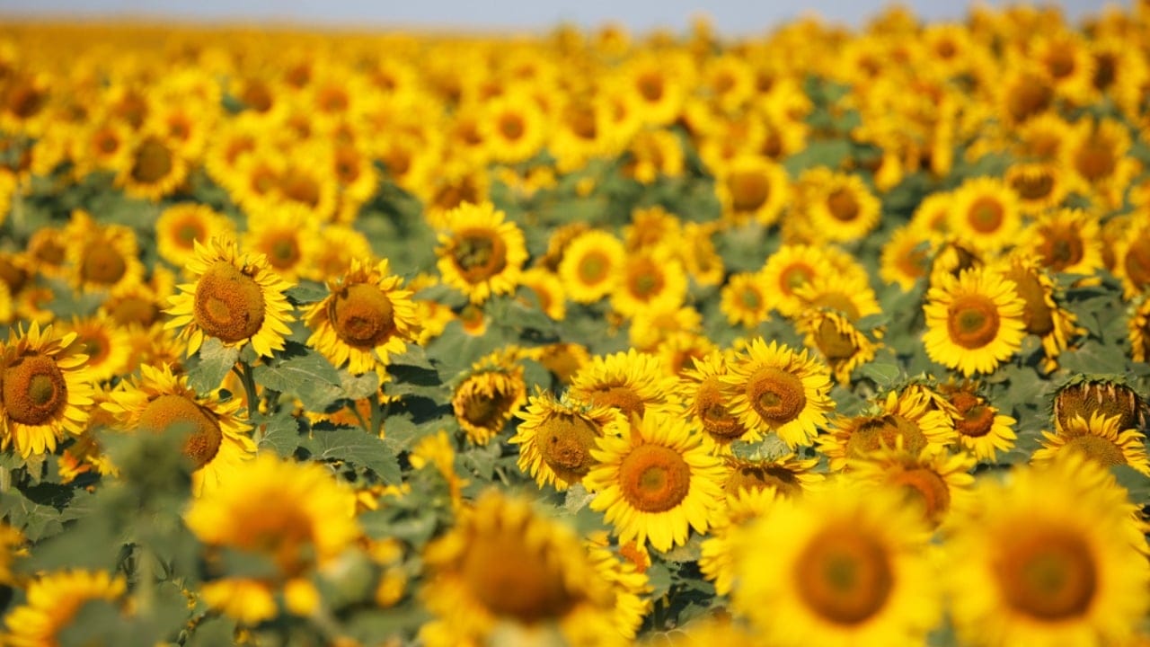 The Most Interesting Fact About Each of the 50 States 35 The Most Interesting Fact About Each of the 50 States - North Dakota sunflower dp88141914 dnoh