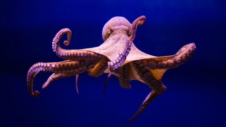 Octopus: The Surprising Contender for Earth's Next Ruler 10 Octopus: The Surprising Contender for Earth's Next Ruler - Octopus dp91164624 dnoh