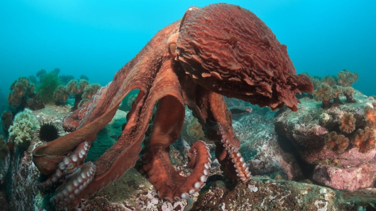 Octopus: The Surprising Contender for Earth's Next Ruler 6 Octopus: The Surprising Contender for Earth's Next Ruler - Octopus ss102577178 dpdgm