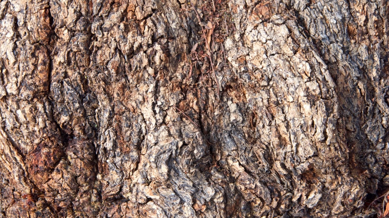 7 Medicinal Tree Barks to Keep You Healthy This Winter - Pepper bark Tree dp311250736 dnoh