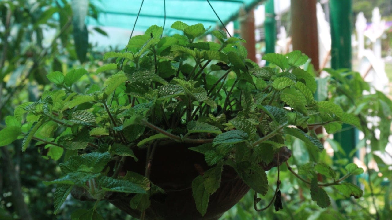 Nature’s Toolkit: 15 Herbs with Potential Lifesaving Benefits 5 Nature’s Toolkit: 15 Herbs with Potential Lifesaving Benefits - Peppermint spice plant on hanging pot dp753257582 dnoh