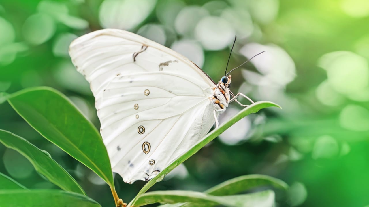 What a White Butterfly Crossing Your Path Really Means - Polyphemus white morpho butterfly ss1652287780 dpdgm