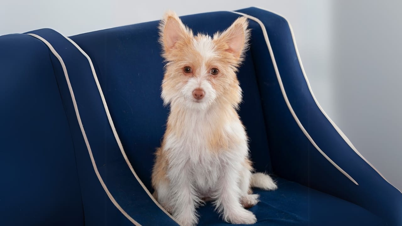 Meet the New Dog Breeds the AKC Has Recognized Since 2000 33 Meet the New Dog Breeds the AKC Has Recognized Since 2000 - Portuguese Podengo Pequeno ss2464834893 adyh