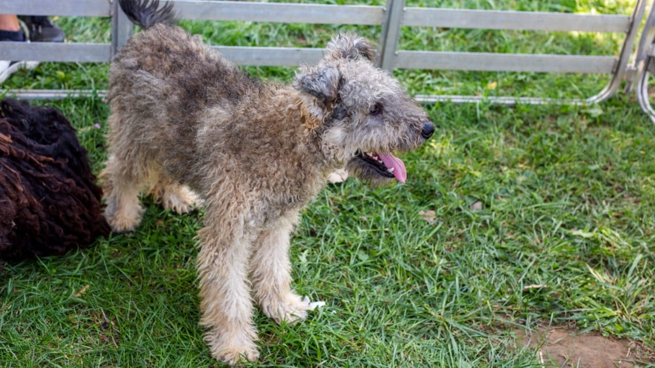 Meet the New Dog Breeds the AKC Has Recognized Since 2000 45 Meet the New Dog Breeds the AKC Has Recognized Since 2000 - Pumi dp381799578 dnoh