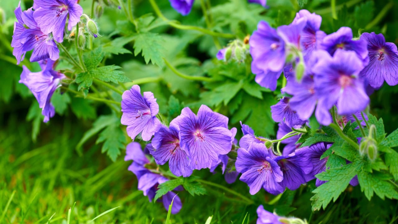 Say Goodbye to Grass: Grow Hardy Geraniums for a Beautiful Perennial Ground Cover - Purple hardy geranium flowers dp590676118 dnoh