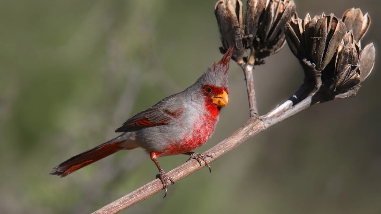 10 Red Birds to Brighten Your Backyard with Stunning Plumage 6 10 Red Birds to Brighten Your Backyard with Stunning Plumage -