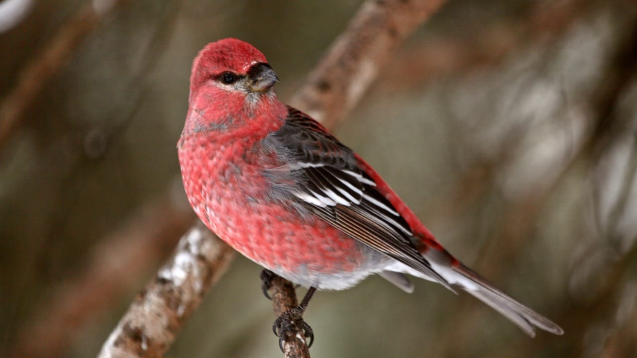 10 Red Birds to Brighten Your Backyard with Stunning Plumage 5 10 Red Birds to Brighten Your Backyard with Stunning Plumage - Red Crossbill dp258708668 dnoh