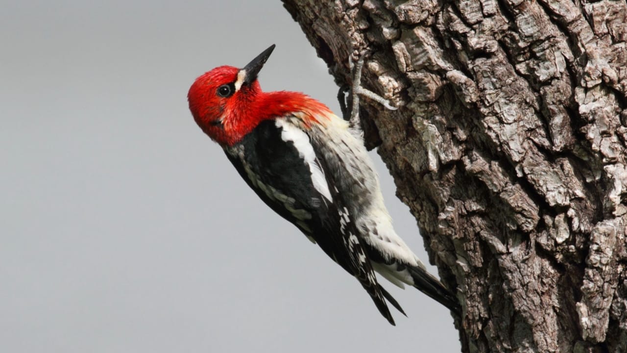 15 Must-Know Woodpeckers for Bird Watchers 3 15 Must-Know Woodpeckers for Bird Watchers - Red breasted Sapsucker dp7918859 dnoh