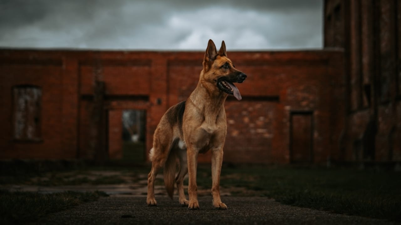 Can Dogs See Ghosts? The Truth Behind Their Eerie Instincts 5 Can Dogs See Ghosts? The Truth Behind Their Eerie Instincts - Regal German Shepherd Brick Ruins ss2542094323 adyh