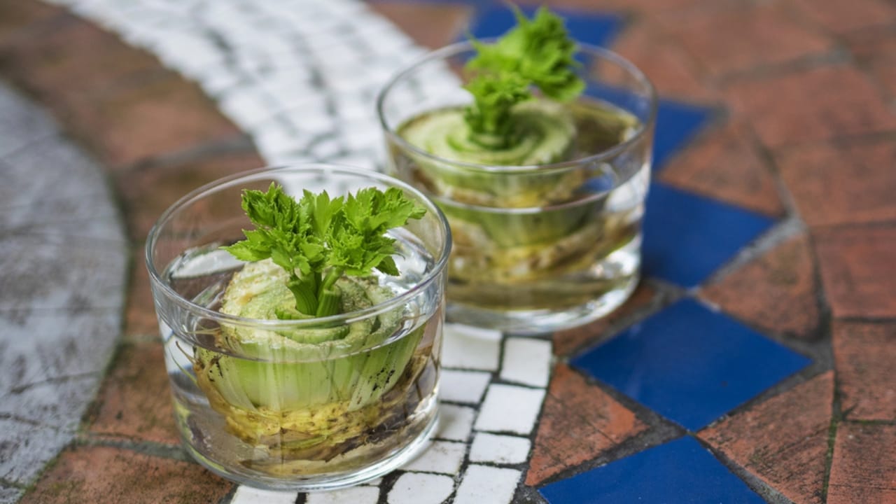 Zero-Waste Cooking: 16 Ways to Repurpose Food Scraps 4 Zero-Waste Cooking: 16 Ways to Repurpose Food Scraps - Regrowing celery from leftovers dp82095030 dnoh 1