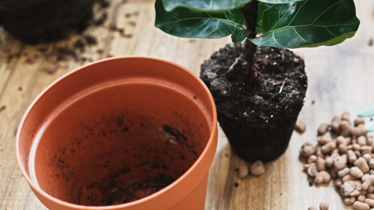 Grow Juicy Figs That Last Decades: 13 Steps to Start Now 5 Grow Juicy Figs That Last Decades: 13 Steps to Start Now - Repotting fiddle leaf fig tree in big modern pot dp272205860 dnoh