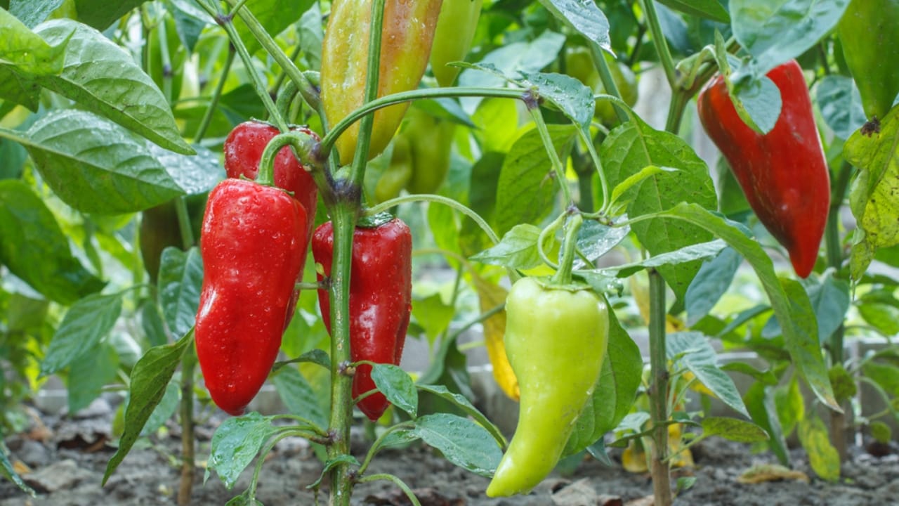 Pepper Plants That Last for Years? Here’s How to Do It - Ripe and unripe bell peppers dp354882056 dnoh